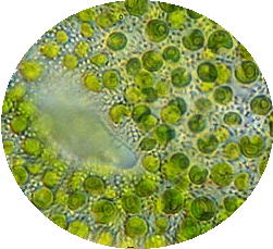 Chlorella