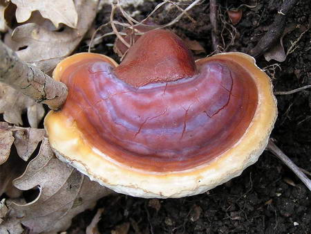 Ganoderma