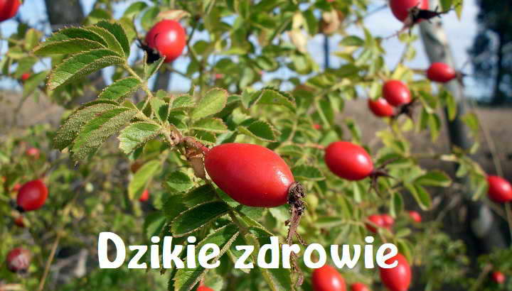 Dzika różą