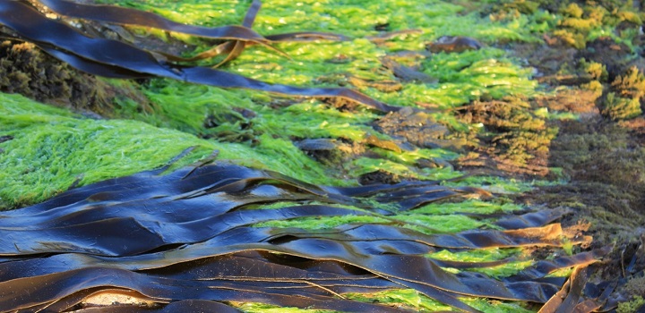 kwasy omega 3 algolja alga schizotyrium epa dha