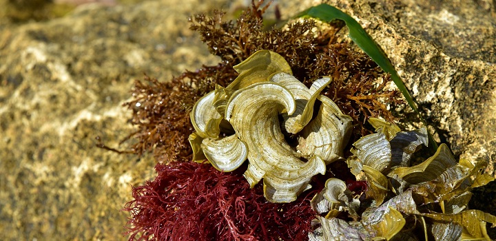 kwasy omega 3 algolja alga schizotyrium epa dha