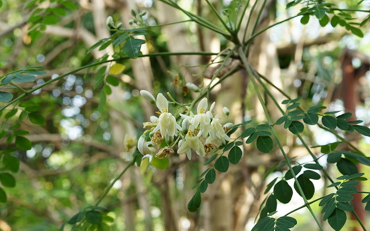 moringa ektrakt odchudzanie oczyszczanie