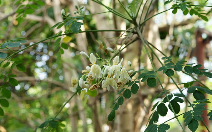 moringa ektrakt odchudzanie oczyszczanie 