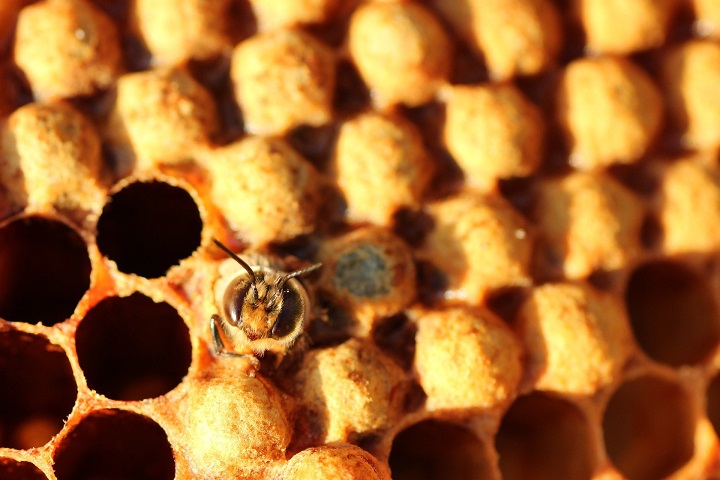 propolis kit pszczeli bakterie wirusy rany