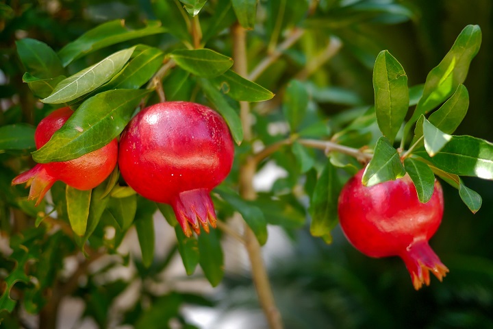 zel aloes granat tradzik azs luszczyca odmlodzenie rany 