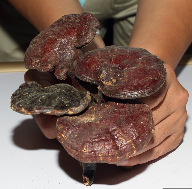 ganoderma lucidum reishi pprzeciwnowotworowe alergia astma cukrzyca po chemioterapii po radioterapii cukrzyca na odpornosc