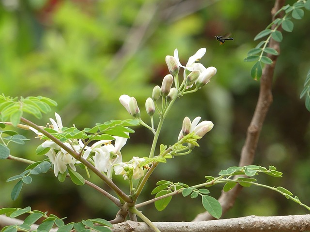 moringa odchudzanie zdrowe serce moringa kwasy tłuszczowe  moringa luteina zdrowy wzrok moringa mlodosc