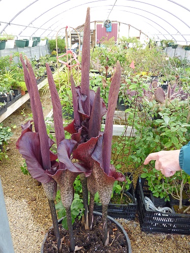 Amorphophallus konjac