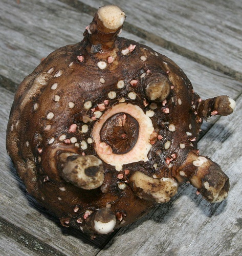 Amorphophallus konjac knolle