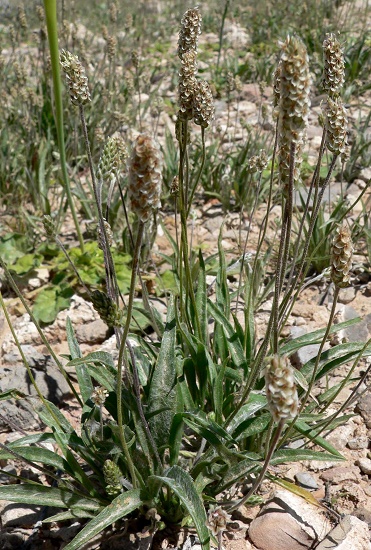 Plantago ovata