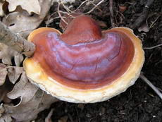 Ganoderma lucidum