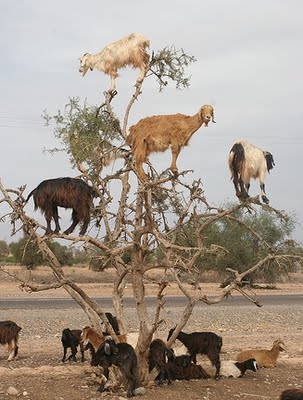 Kozy na drzewie arganowym