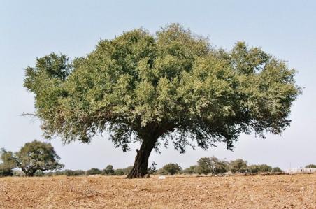 Drzewo życia Drzewo arganowe