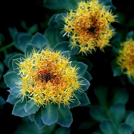 rhodiola rosea